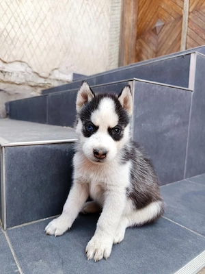 Vând cățeluși de rasă Husky Siberian - imagine 4