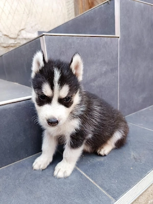Vând cățeluși de rasă Husky Siberian - imagine 2