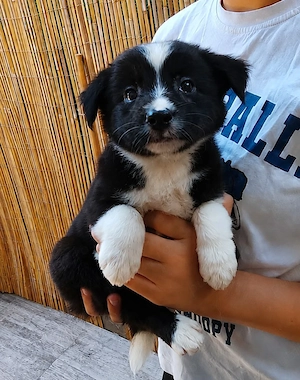 Border Collie Pedigree Export