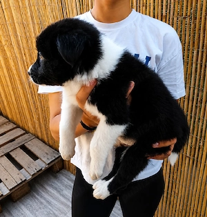 Border Collie Pedigree Export