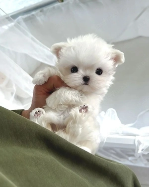 Bichon Maltez Mini Toy  - imagine 3