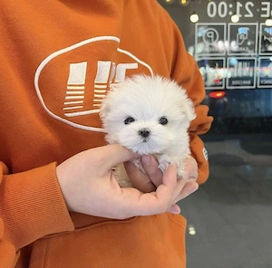 Bichon Maltez Mini Toy  - imagine 2