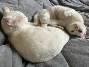 Doi motănei spre adopție  - imagine 2