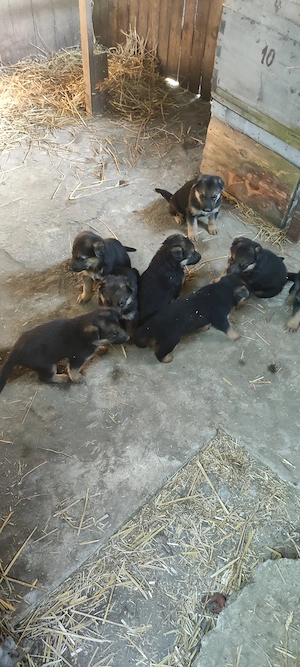 Căței Ciobanesc german 