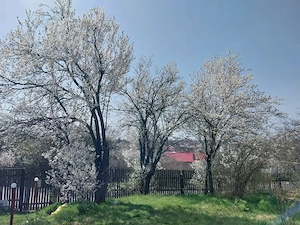  Casa caramida cartojani giurgiu gaze apa centrala, direct proprietar - imagine 10