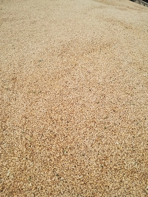de vânzare 2t grau+2t triticale 