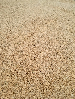de vânzare 2t grau+2t triticale 