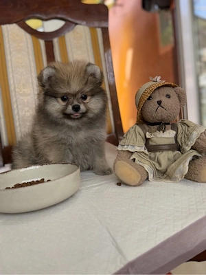 Pomeranian  fetita superba ! extra minni - imagine 2
