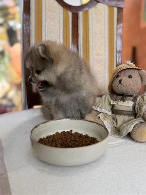 Pomeranian  fetita superba ! extra minni