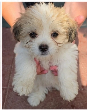 Vând Bichon Havanez au 2 luni, își caută familii iubitoare! - imagine 4
