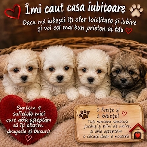 Vând Bichon Havanez au 2 luni !