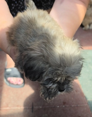 Vând Bichon Havanez au 2 luni, își caută familii iubitoare! - imagine 5