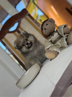 Pomeranian fetita minni boo
