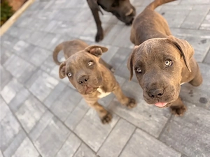 Pui Cane Corso  - imagine 2