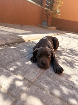 Pui Cane Corso  - imagine 3