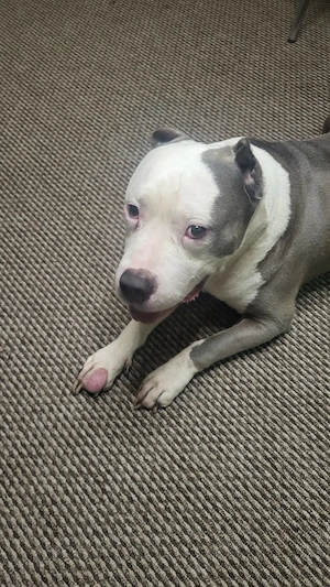 American Bully xl
