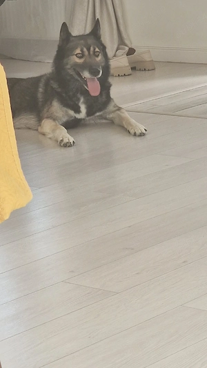 Donez câine de rasă 