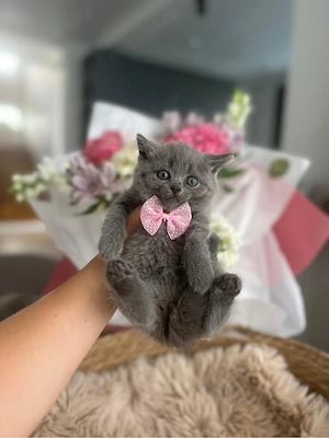 British shorthair din parinti cu pedigree 