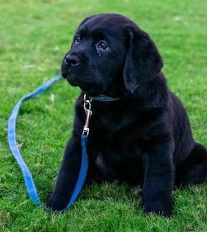 Laborator Retriever 
