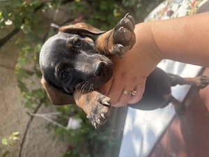 Căutăm căsuță nouă pentru puiuții noștri  Tekel păr scurt..vârsta 2 luni 
