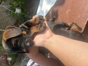 Căutăm căsuță nouă pentru puiuții noștri  Tekel păr scurt..vârsta 2 luni  - imagine 5