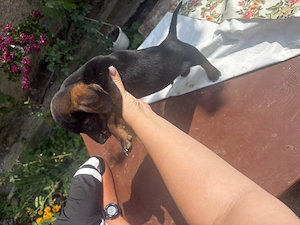 Căutăm căsuță nouă pentru puiuții noștri  Tekel păr scurt..vârsta 2 luni  - imagine 3