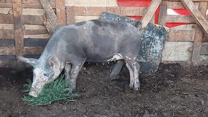 scroafa gestanta de rasă 