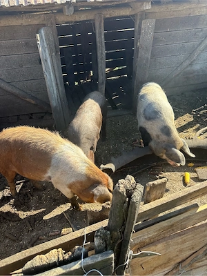 Porci de vânzare