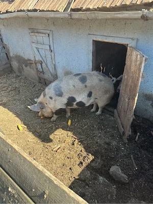 Porci de vânzare - imagine 2