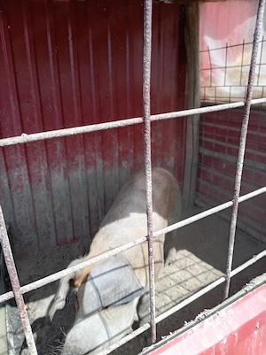 Viet de monta de un an Duroc greutate 120kg - imagine 2