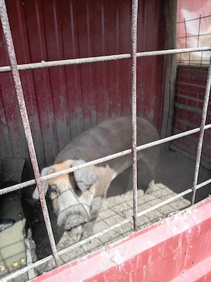Viet de monta de un an Duroc greutate 120kg - imagine 3