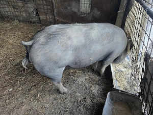 Vand porc rasa  Pietran de carne - 250 kg - imagine 2