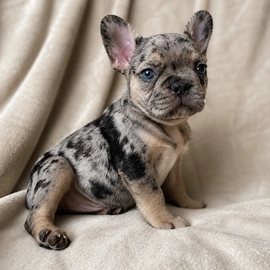 Bulldogi francezi masculi