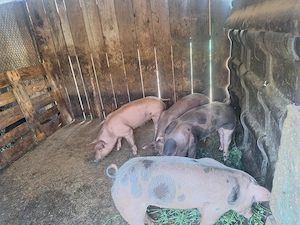 vând 3 scrofițe si 1vieruț (duroc&pietrain)  