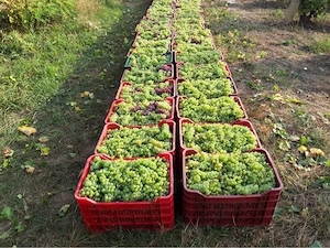Struguri de vin