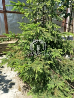 Casa zona Dorobanti teren 500mp toate utilitatile 58.000 euro - imagine 6