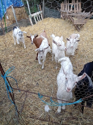 Iezi de vânzare în județul Vrancea Obrejita  - imagine 3