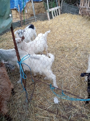 Iezi de vânzare în județul Vrancea Obrejita 
