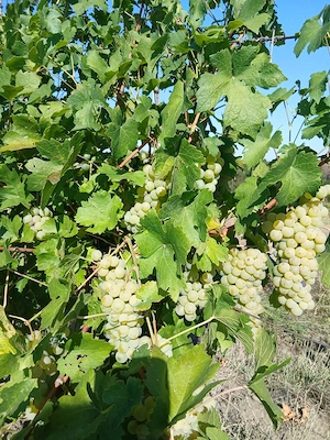 Struguri  FeteascaRegală 