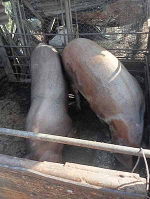vand porc de vanzare 