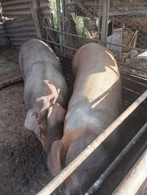 vand porc de vanzare  - imagine 2