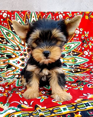 Yorkshire terrier 