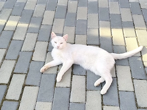 Doi motănei spre adopție 