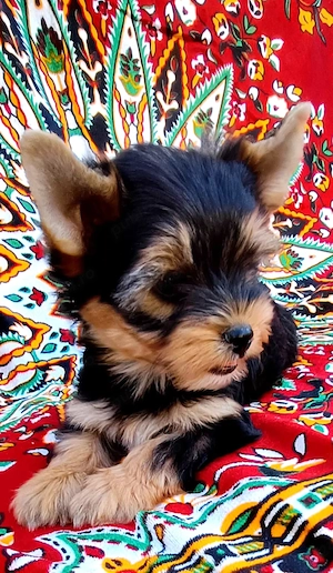 Yorkshire terrier  3 luni  - imagine 4