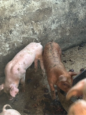 Vand purcei de 8 saptamani 