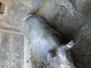 Porci pietrean de vanzare