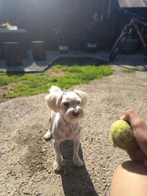 Bichon maltez 