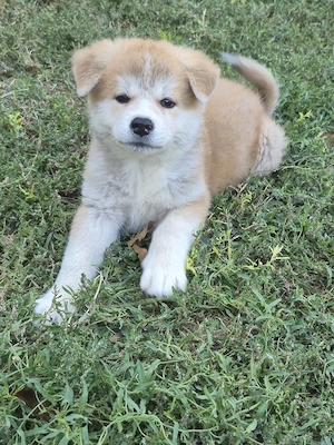 Catei Akita inu japonez 