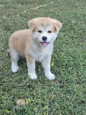 Catei Akita inu japonez  - imagine 2