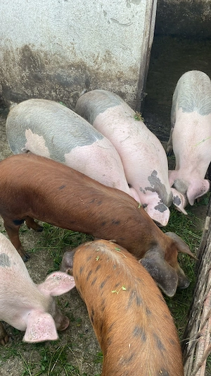 Porci de vânzare Marele alb  - imagine 2